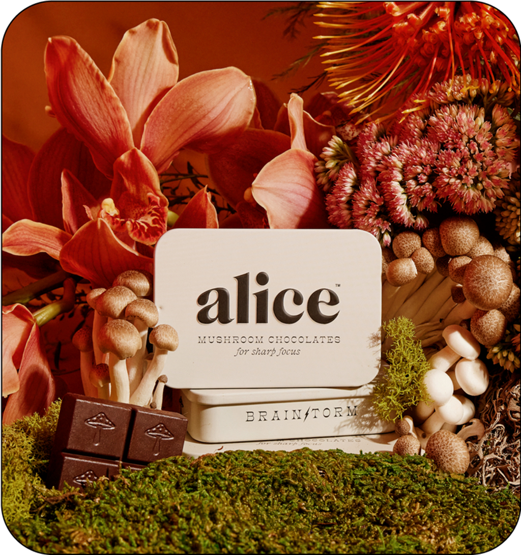 Alice - Focus